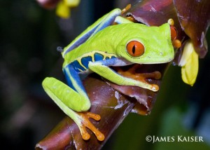 Red Eyed Leaf Frog, Costa Rica