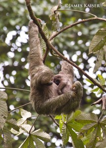Sloth, Costa Rica