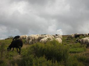 Some of Catalonia's wildlife
