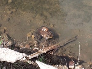 f-d-frog