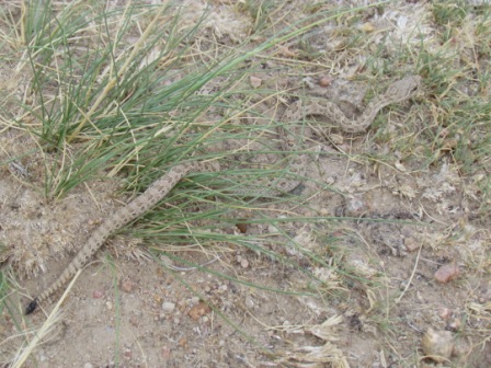 disgusting-ass-snake