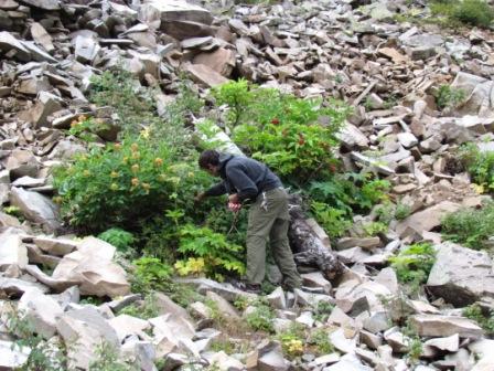 david wild raspberry collecting on cooper creek road near aspen colorado