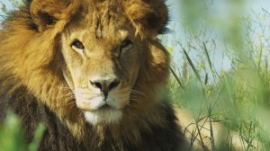 Lion_Ark_ColoColo_free